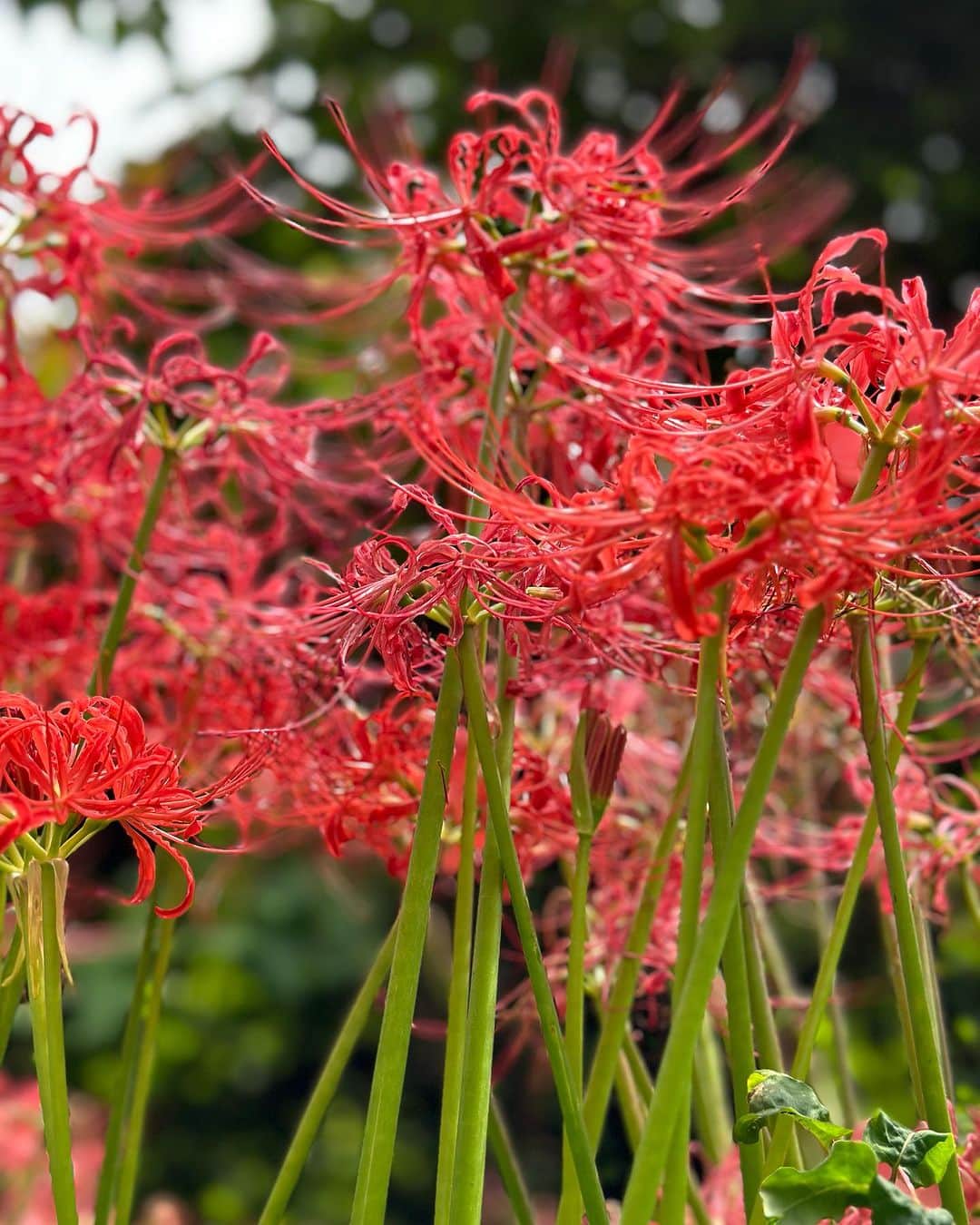 福田朋夏さんのインスタグラム写真 - (福田朋夏Instagram)「前からずっと来たかった場所、高知に来ています。 今日は高知の自然に圧倒されっぱなし😳✨ とにかく、水が綺麗で、植物達もすごくエネルギーが溢れている感じ。 ちょうど彼岸花のシーズンで、山に赤い花がたくさん咲いていて綺麗でした😊  日頃、海ばか入っているから、サラサラの水は何だか新鮮。  でも、結局海に入りたくて誰もいないビーチで泳いできました😂  ご飯も美味しいし、高知最高だ🫶🏼 #kouchi #高知 #にこ淵 #龍の浜」9月20日 16時27分 - tomoka_fukuda