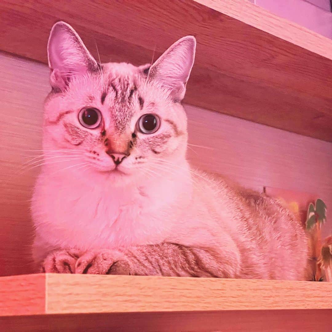 田中要次さんのインスタグラム写真 - (田中要次Instagram)「もうこの棚には何も置けニャい #猫Guri #Bo_nyans #猫のいる暮らし」9月20日 16時30分 - boba_