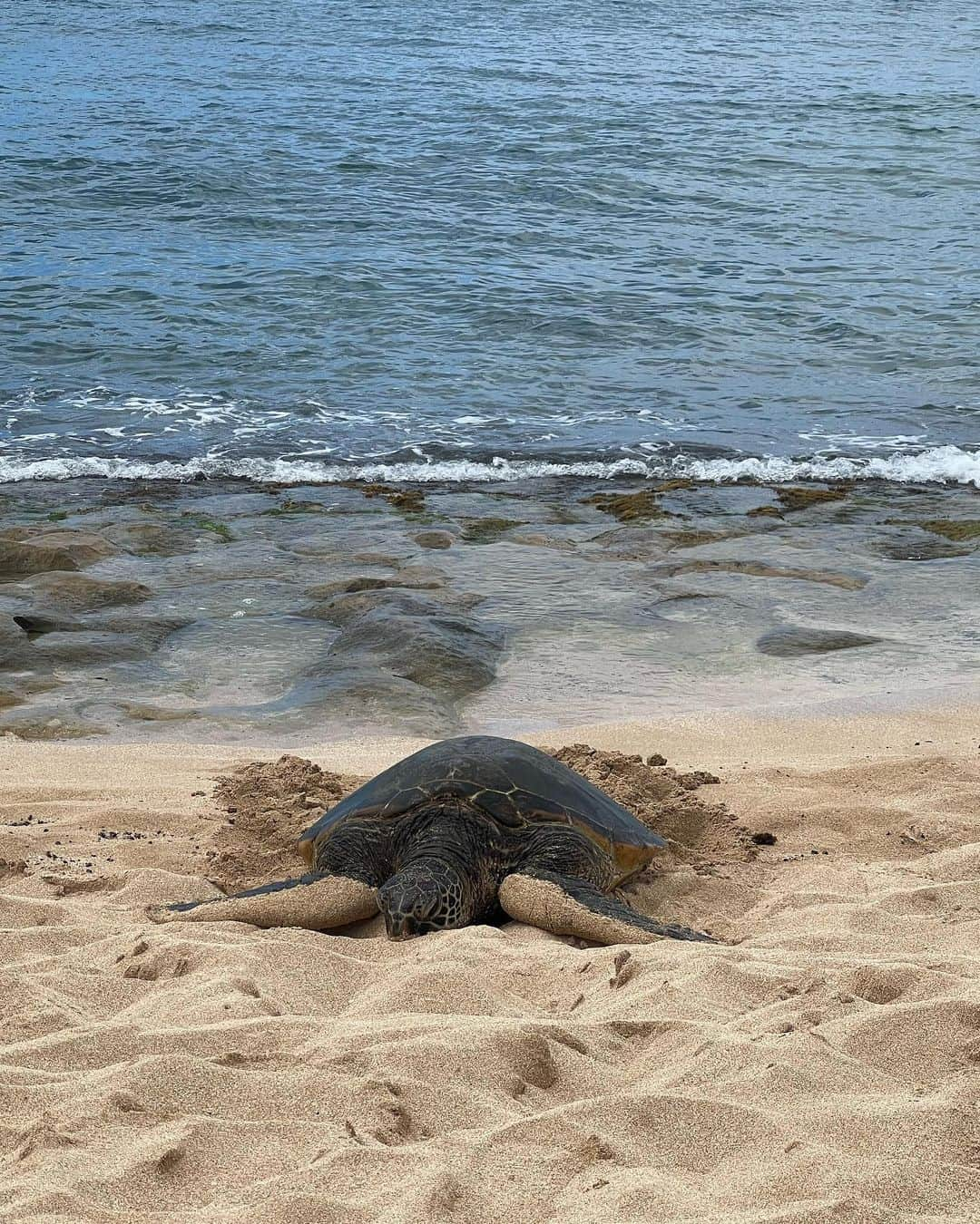 勝田梨乃さんのインスタグラム写真 - (勝田梨乃Instagram)「⁡ ⁡ Summer vacation🌺 ⁡ ウミガメに会えるかもしれない🐢と思って行った ラニケアビーチで、本当にウミガメに会えた日！！  Michel'sのディナーは家族みんなで楽しめた 素敵な時間でした🫶🏻 ⁡ ⁡ Day2 ⁡ #ホオマルヒア植物園 #ジョバンニ  #ラニケアビーチ #ドールプランテーション #Michel's @doleplantationjp  @michelshawaii @michels_at_the_colony_surf」9月20日 7時45分 - rino_katsuta