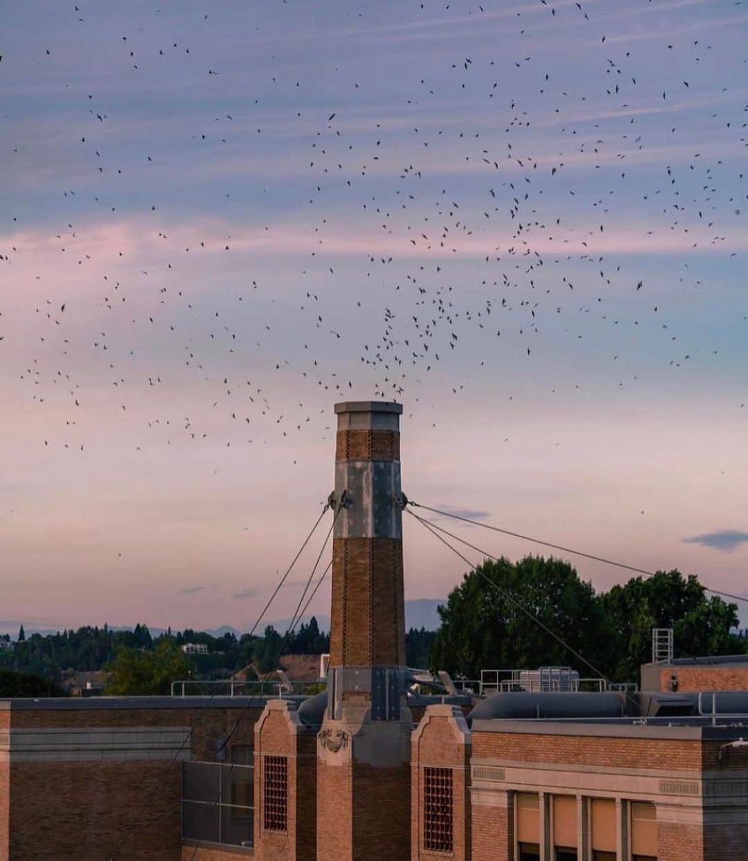 Portlandのインスタグラム：「The annual return of the swifts is here!   Witness the mesmerizing spectacle as thousands of Vaux’s swifts gracefully traverse the city during their migration from Canada to Central and South America. Chapman Elementary School in NW Portland is one of their preferred evening resting spots. To catch this incredible show, make sure to arrive at least thirty minutes before sunset. Don’t forget your binoculars, snacks, jackets, and a comfortable seat, and get ready for one of the city’s most captivating free events. 📷: Captured by @n1ck_on」