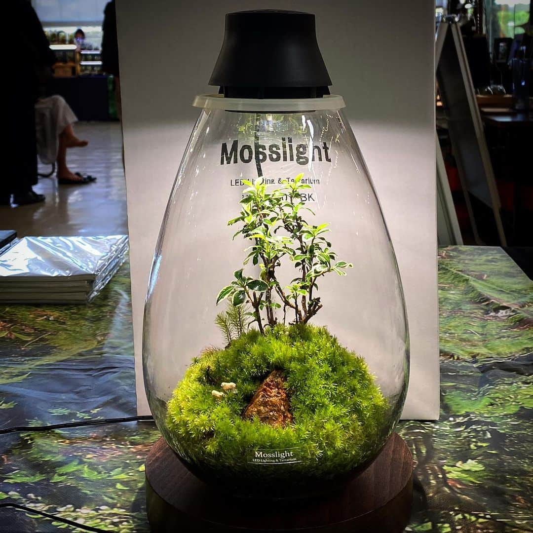 Mosslight-LEDさんのインスタグラム写真 - (Mosslight-LEDInstagram)「Mosslight  #mosslight #モスライト  #terrarim#テラリウム #moss#苔#コケ#paludariums #パルダリウム #terrariums#terariums #terariumdesign」9月20日 7時57分 - mosslight1955