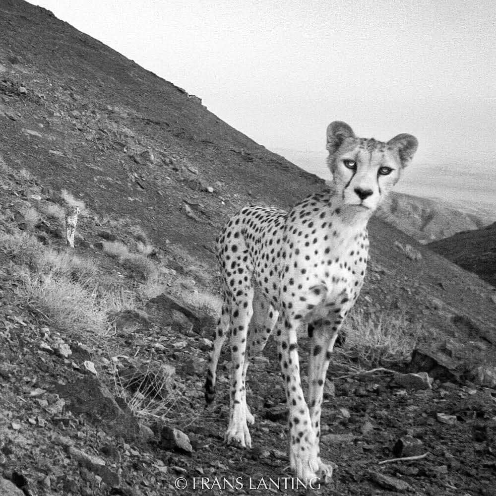 thephotosocietyさんのインスタグラム写真 - (thephotosocietyInstagram)「Photo by @FransLanting Our friend Morad Tahbaz flew to freedom earlier today with four other American citizens after the Biden administration negotiated their release from prison in Iran. Morad is a cheetah conservationist with whom I had the pleasure to work while I documented Asia’s last cheetahs, which survive only in Iran. Morad, along with his colleagues from the Persian Wildlife Heritage Foundation, had been wrongly accused of using their camera traps to spy on military activities in Iran.   We are grateful for Morad’s release, and thank everyone who played a role in this. But we also want to draw attention to the plight of his colleagues who remain in jail. Niloufar Bayani, Sepideh Kashani, Amirhossein Khaleghi, Taher Ghadirian, Sam Radjabi, and Houman Jowkar deserve to be freed as well to pave the way for new international cooperation efforts that will benefit big cats and people alike.   Please spread the word and follow us @FransLanting and @ChristineEckstrom for more stories from the frontlines of conservation.   #anyhopefornature #FreeIranianConservationists #NiloufarBayani #SamRadjabi #MoradTahbaz #HoumanJowkar #SepidehKashani #AmirHosseinKhaleghi #TaherGhadirian」9月20日 8時03分 - thephotosociety