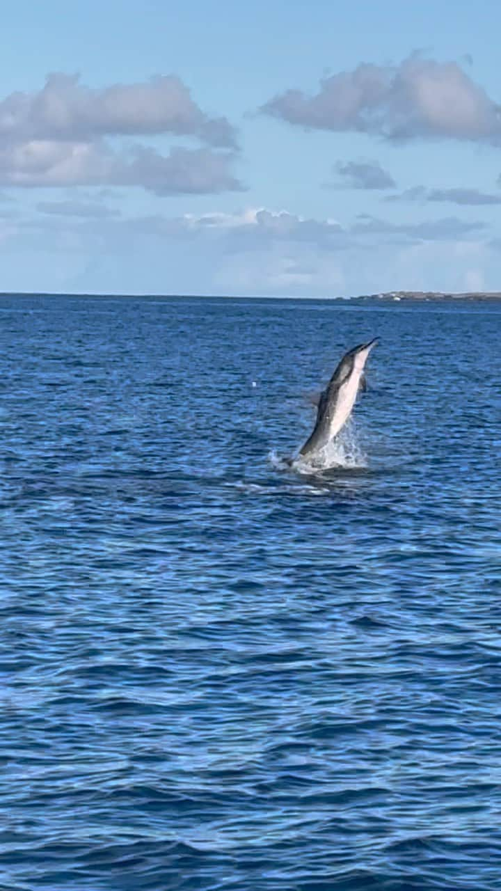 And Youのインスタグラム：「Dolphins and You provides the best possible way to experience the magic of dolphins in the wild. With the dolphins well-being in mind, we do not jump into the water to swim with them, which disrupts their natural behaviors. We like to respect each and every wild animal we come across. Dreaming of an experience like this? DM or visit our website to book an adventure you will remember forever! #dolphins #hawaii #oahutours #hawaiiactivities ##ecofriendly #sustainable #dolfriends #oceantours #oahudolphins #dolphinwatching」