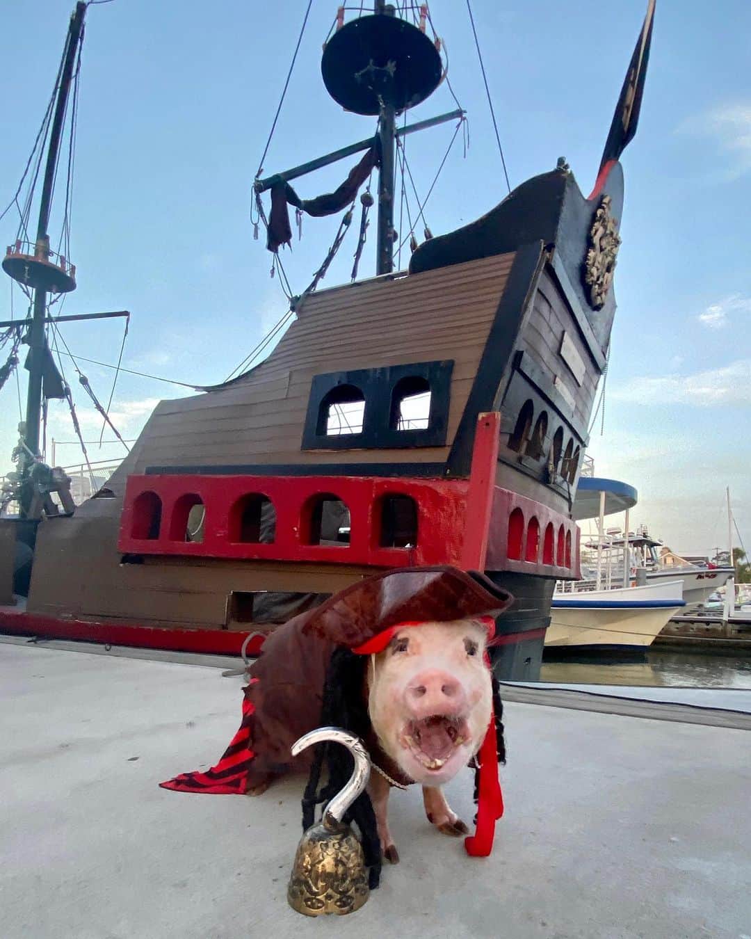 Priscilla and Poppletonのインスタグラム：「AHOY MATES! It’s #NationalTalkLikeAPirateDay and Pirate Pop has a lot to say!🐷🏴‍☠️ #PiratePop #StAugustine #PirateShip #PrissyandPop」