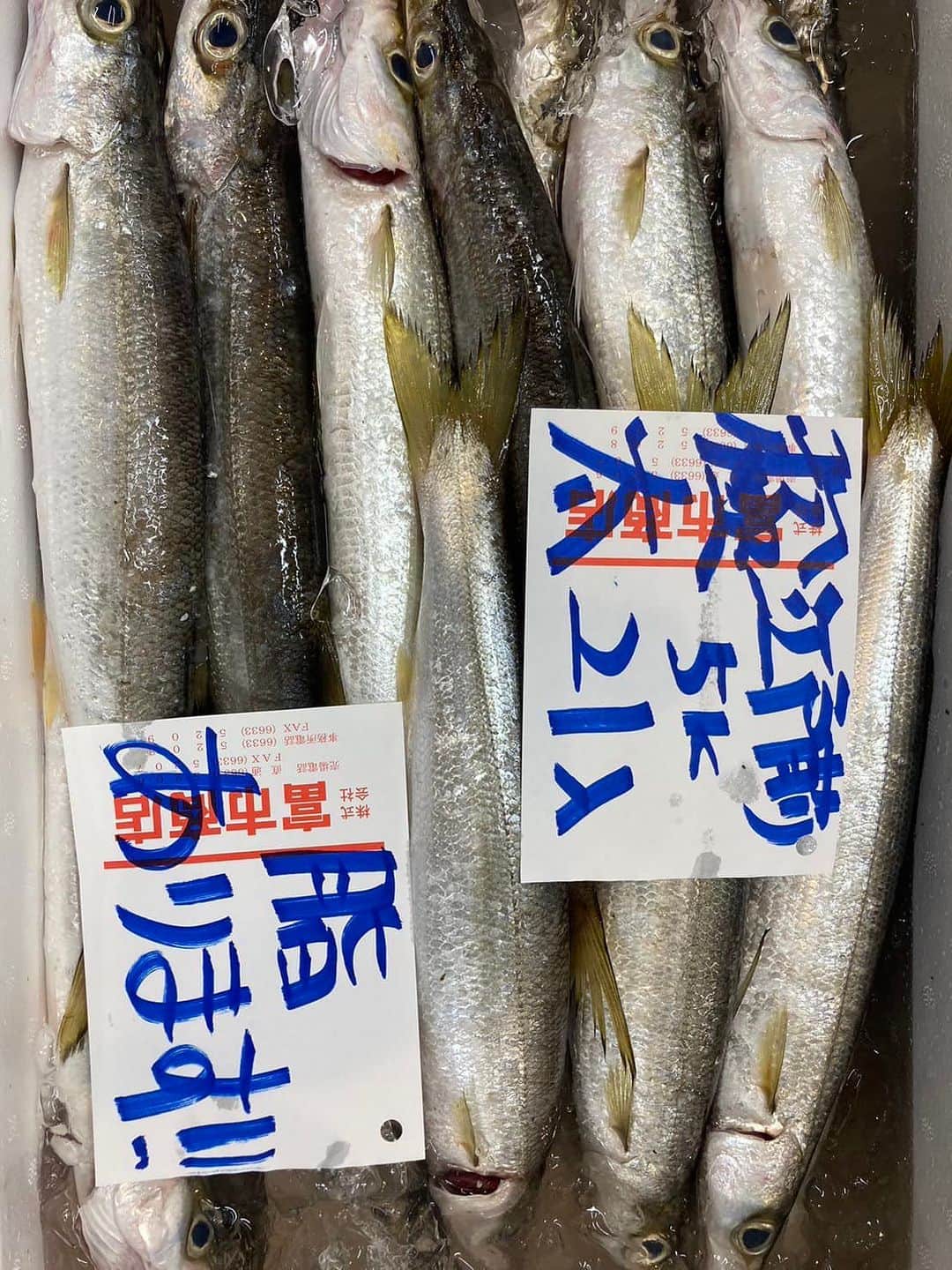 森田釣竿さんのインスタグラム写真 - (森田釣竿Instagram)「浦安泉銀 本日の魚食え！コノヤロー！！！」9月20日 8時25分 - tsurizaomorita3710