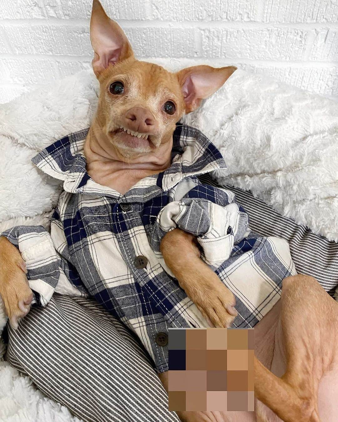 Tuna {breed:chiweenie} さんのインスタグラム写真 - (Tuna {breed:chiweenie} Instagram)「Grace told me that Eric needs to start dressing like a dad, so she picked out this flannel and asked me to put it on him. She forgot his trousers but I made sure to preserve his dignity. #TunaRebranded」9月20日 8時30分 - tunameltsmyheart