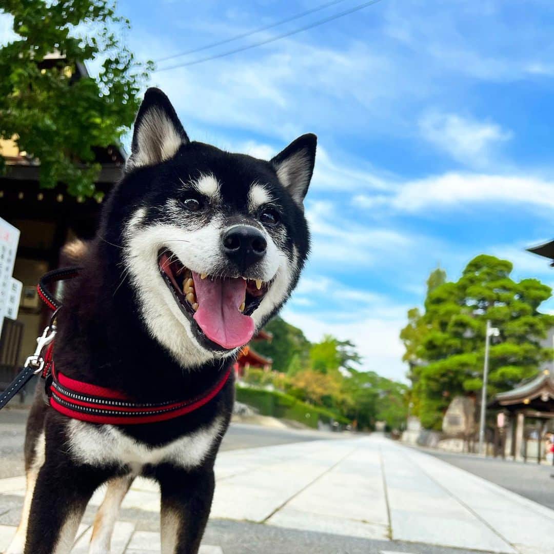 のインスタグラム：「太陽が出ないと秋の気配。  #ししまる爺さん  #今朝まる #ししまる #dog #dogs #柴犬 #黒柴」