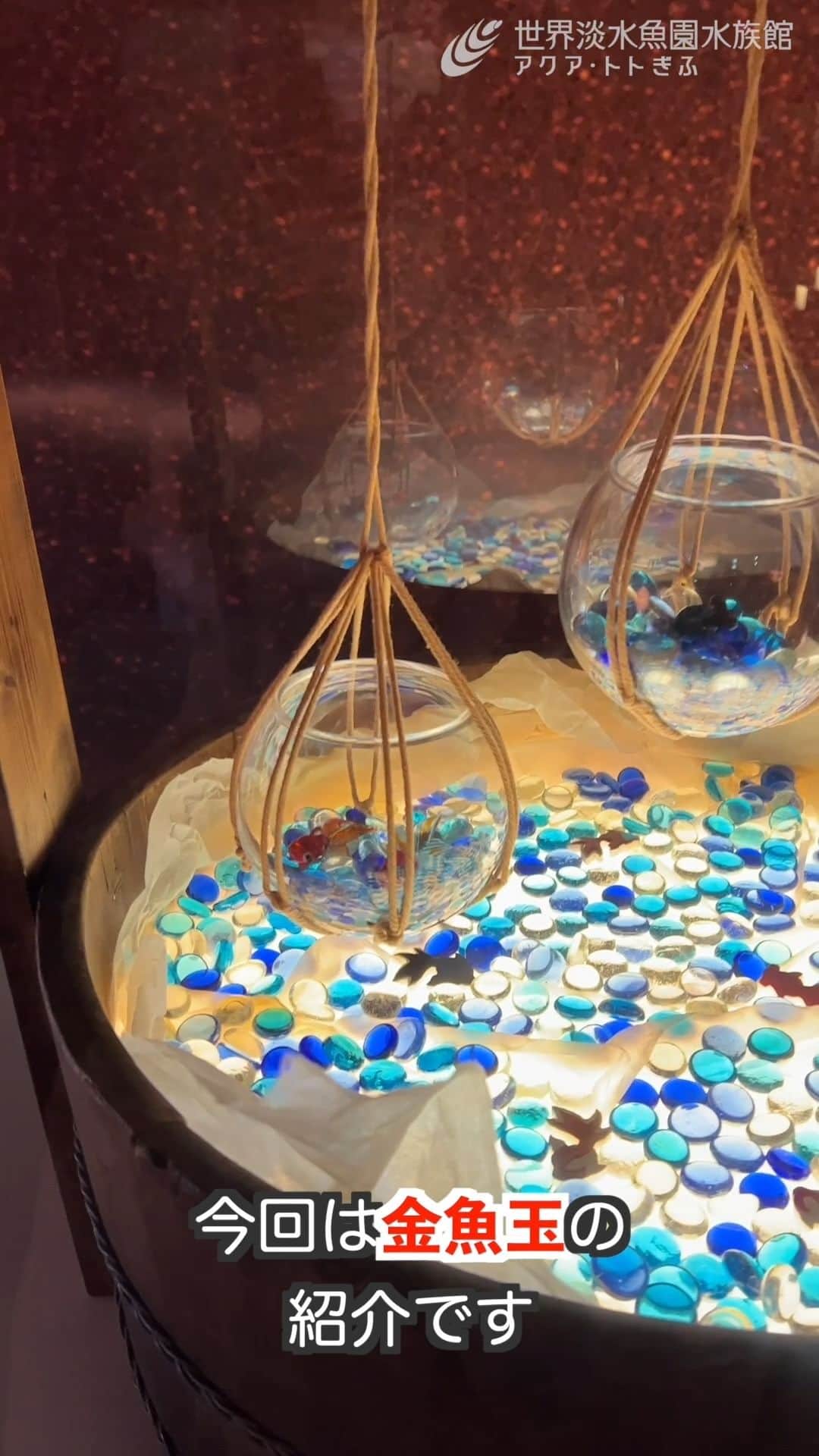 世界淡水魚園水族館 アクア・トト ぎふのインスタグラム：「企画展の担当飼育スタッフが見どころを紹介します！  今回は、メインの展示会場を飛び出し、３階であかりアート作品と共に展示している「金魚玉」のご紹介です。（音声あり）  #アクアトト #水族館 #aquarium #企画展 #金魚 #きんトト #夏のアクアトトの金魚 #オアシスパーク #河川環境楽園」