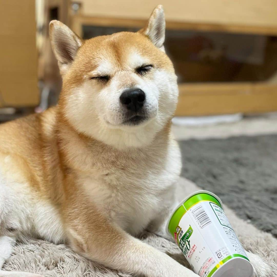 せんべえのインスタグラム：「うっとり。 #せんべえ #柴犬 #shibainu #おはヨーグルト」