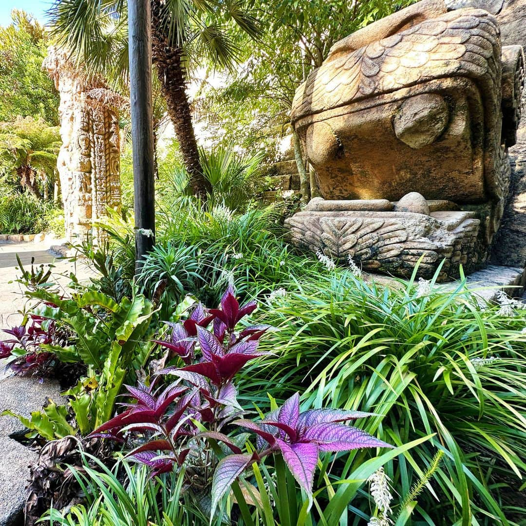 東京ディズニーリゾートのインスタグラム：「⁡ 🌸花と緑の散策🌲 東京ディズニーリゾートには四季折々に見頃を迎える植物がたくさん！ いまの季節に東京ディズニーシーで見ることができる植物をご紹介します🎶 ⁡ #ウラムラサキ #ロストリバーデルタ #東京ディズニーシー #東京ディズニーリゾート #花と緑の散策 #strobilanthesdyerianus #lostriverdelta #tokyodisneysea #tokyodisneyresort」