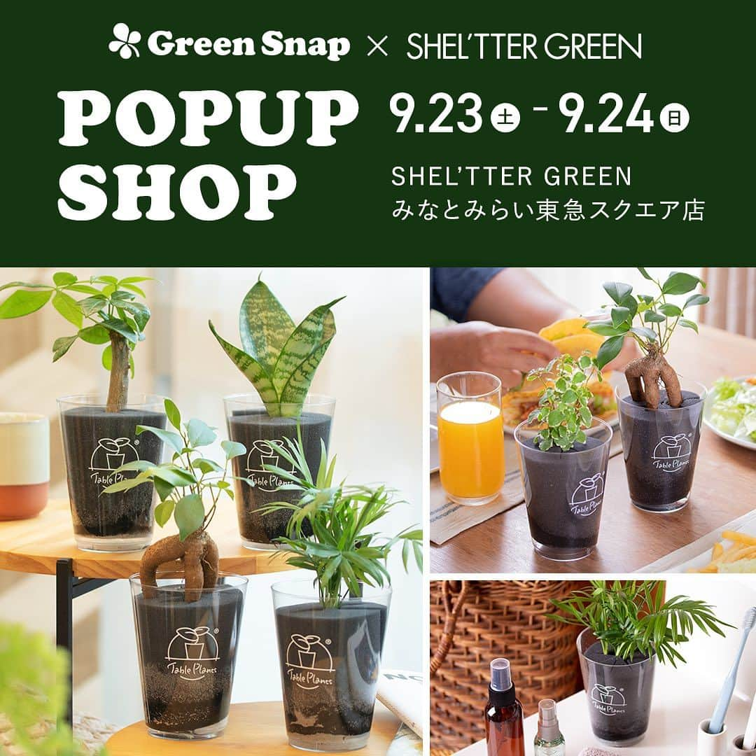 みどりで、つながる GreenSnapのインスタグラム：「【POPUP開催情報】 GreenSnap × SHEL'TTER GREEN みなとみらい東急スクエア店  9/23(土)~24(日)の日程でSHEL’TTER GREENみなとみらい東急スクエア店にてPOPUP SHOPを開催します！  今回のPOPUP SHOPでは、リニューアルした「土を使わない植物」Table Plants(テーブルプランツ)の定番人気シリーズを販売いたします！  オンラインで人気の植物が実際に見れるチャンスですので、お近くの際はぜひお立ち寄りいただけますと幸いです。  皆様のご来店をお待ちしております。  ▼開催概要 【開催日時】2023年月9月23日(土)~24日(日) 11:00～20:00 【開催場所】SHEL'TTER GREEN みなとみらい東急スクエア店  〒220-0012 神奈川県横浜市西区みなとみらい２丁目３−２ 東急スクエア 1F」