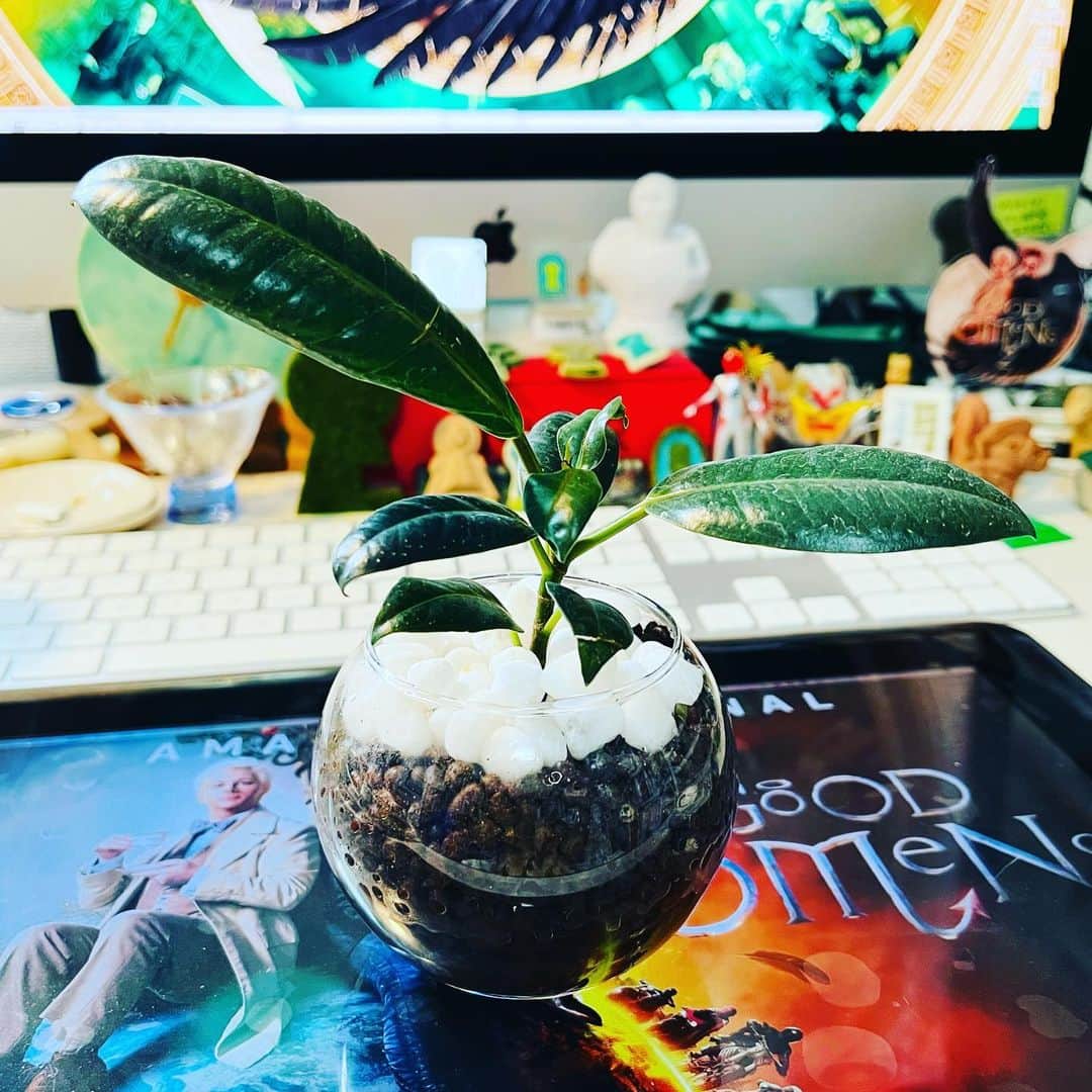 水谷さるころのインスタグラム：「グオメ沼のわたし。小さいゴムの木を買いました。Grow better!! 果たして私にちゃんと育てられるのか…。多肉も最近枯れてきたし。あと、猫に襲われるのでやっぱりトイレでしか育てられない…🥲」
