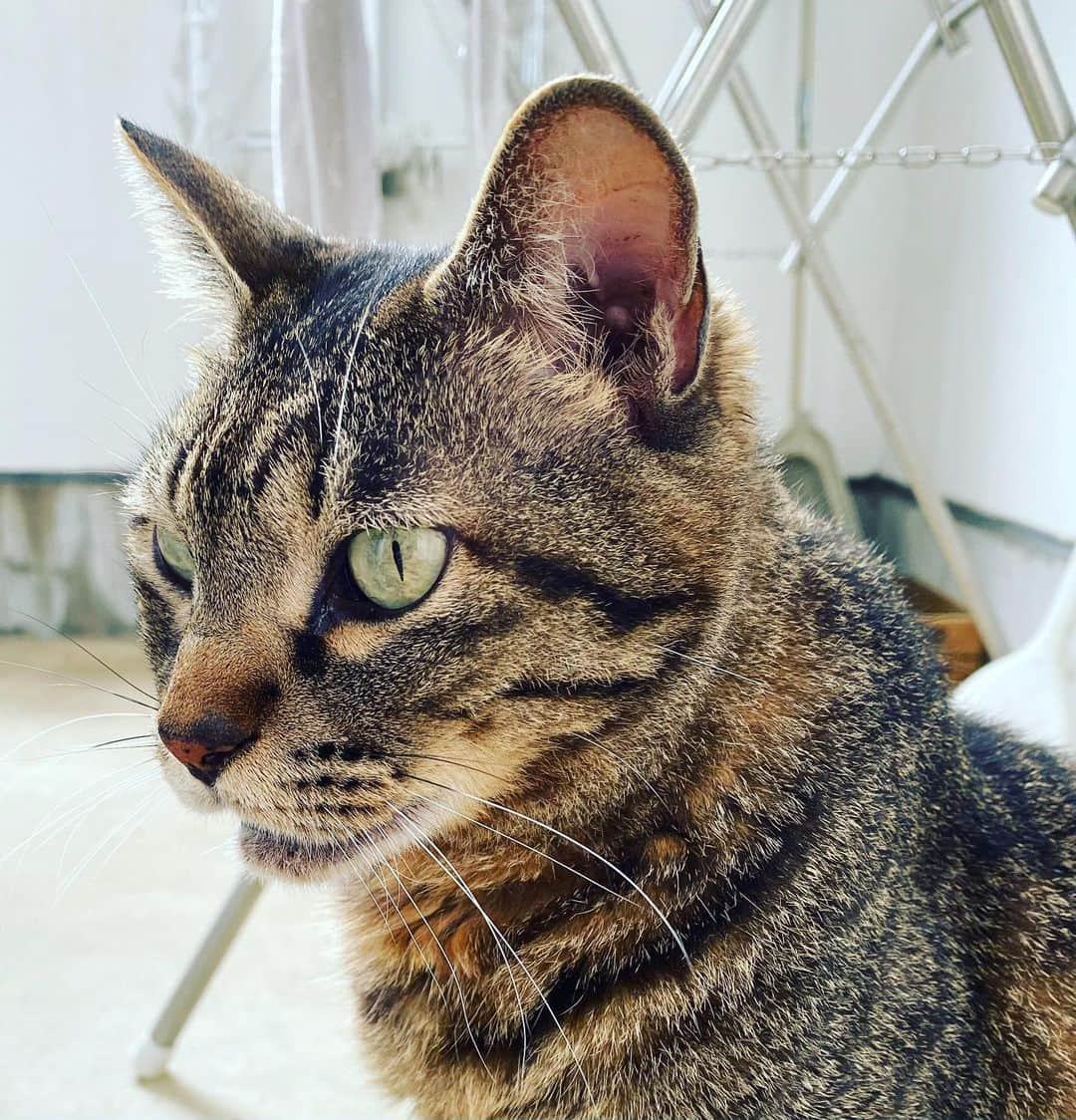 相原コージさんのインスタグラム写真 - (相原コージInstagram)「ふあ〜〜〜っ。　#ねこ　#キジトラ #あくび  #cat」9月20日 11時24分 - kojiaihara