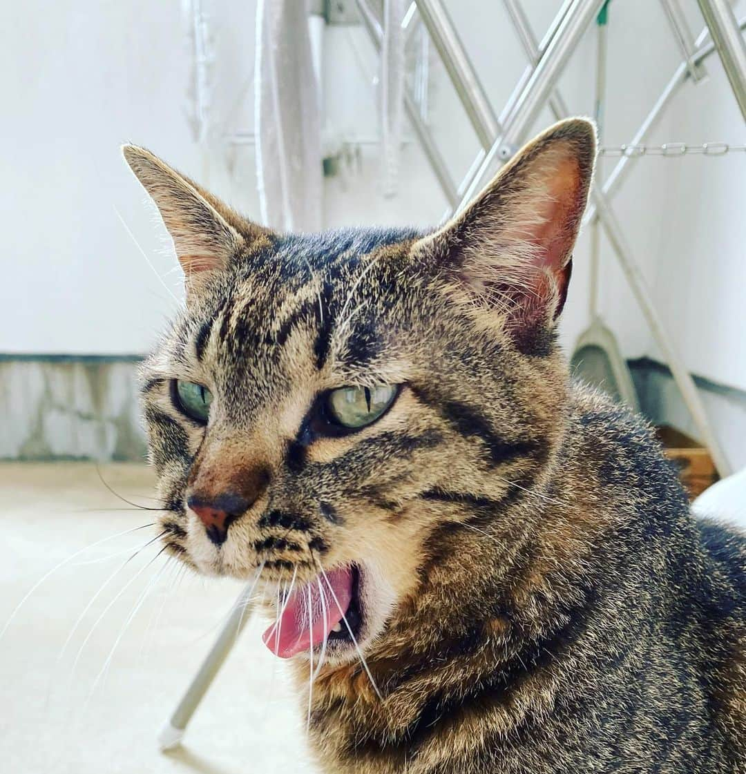 相原コージさんのインスタグラム写真 - (相原コージInstagram)「ふあ〜〜〜っ。　#ねこ　#キジトラ #あくび  #cat」9月20日 11時24分 - kojiaihara