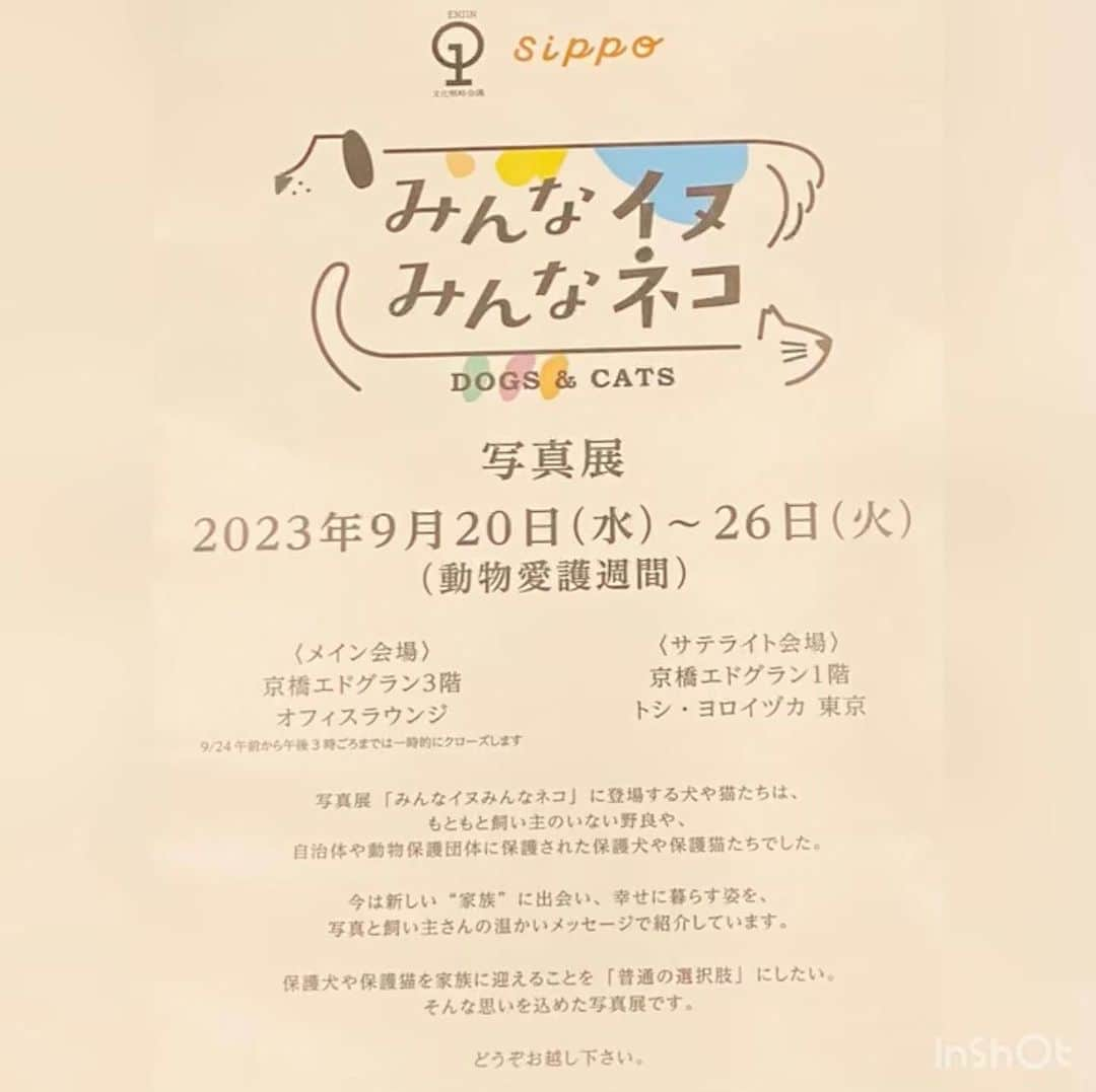 神野美伽のインスタグラム：「9月20日  みなさん こんにちは  本日より動物愛護週間。 京橋エドグラン3階にて一週間、朝日新聞SIPPO &エンジン01動物愛護委員会・合同の「イヌねこ写真展」を行います。  皆様、是非是非いらして下さいませ。  そして、 9月24日の「川島なお美動物愛護賞」と 「保護犬猫譲渡会」も何卒宜しくお願い申し上げます。 当日は、私も会場に参ります。 お一人でも多くのご来場をお待ちしております。  #toshiyoroizuka  #鎧塚俊彦　#トシヨロイヅカ　#動物愛護週間　#川島なお美動物愛護賞　#エンジン01動物愛護委員会　#エンジン01文化戦略会議　#朝日新聞　#SIPPO」