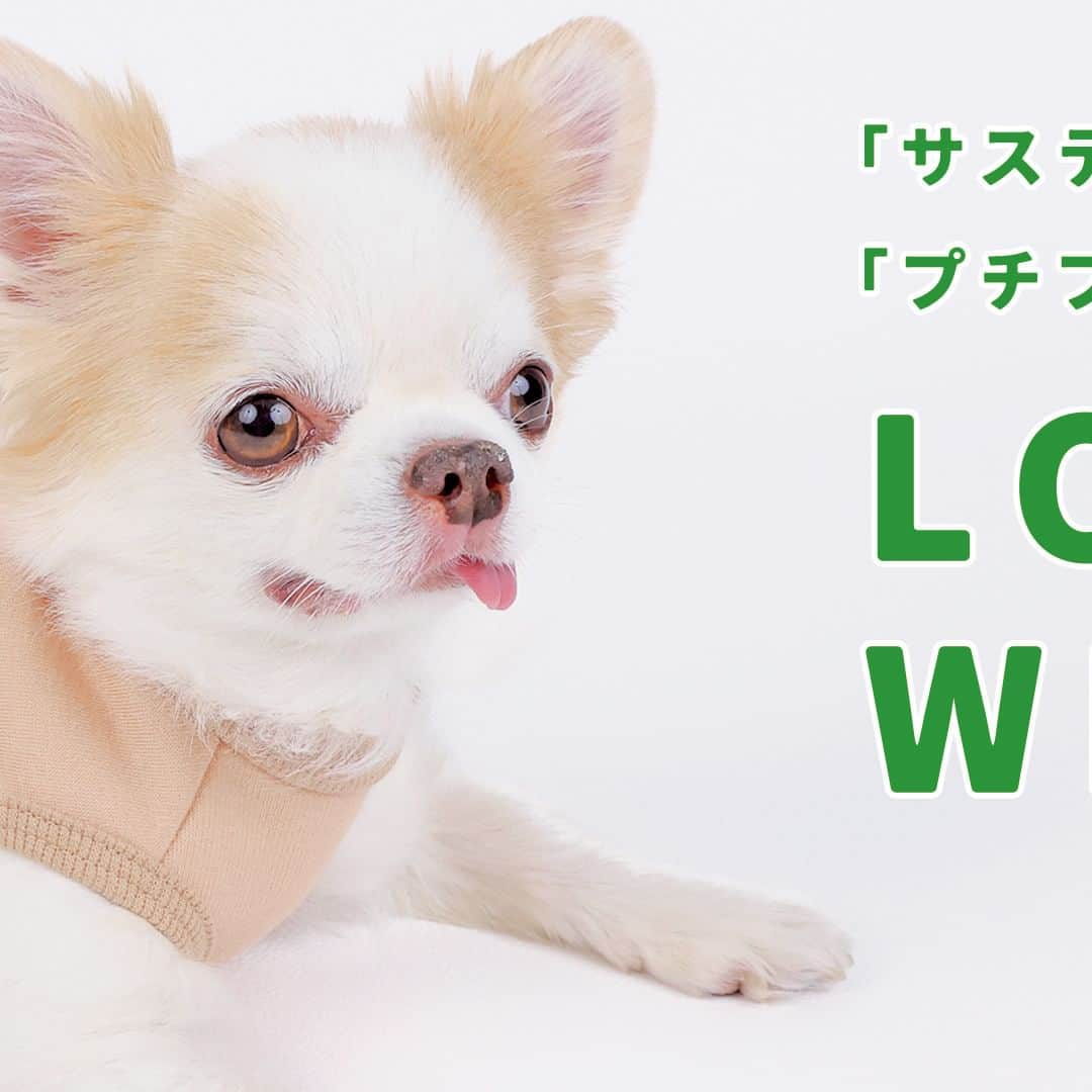 iDog&iCatのインスタグラム：「新作ロスレスウェア販売開始！  #idogロスレスウェア  iDogのアウトレットがロスレスウェアに！ iDogのロスレスウェアは「サスティナブル」で「プチプラ」が嬉しい。  自社工場や提携工場で発生する余った生地は通常廃棄されます。 その廃棄されるはずの生地を小さなペットウェアのパーツなどに活かして、ロス(廃棄)を0に近づけるiDog独自の生産方式です。 ロスを少なくする仕組みと簡易的な梱包で、お得な価格を実現しています。  iDogの「愛犬ファーストなものづくり」と素材へのこだわりはそのままに、環境とお財布に優しいシリーズのご提案です。  廃棄を減らすために、同品番でも違和感のない程度に素材や色が異なったり混ざったりしています。ご理解の上ご購入ください。  店舗URL：https://www.idog.jp/c/idog-dog-clothes/idog-dog-clothes-outlet  #iDog #iDogiCat #iCat #idogロスレスウェア #ペット服 #ドッグウェア #新作 #プチプラ #犬服 #犬の服 #犬の服iDog #犬 #超小型犬 #小型犬 #中型犬 #うちの子優勝 #サステナブル #猫服 #猫の服 #猫の服iCat #猫」