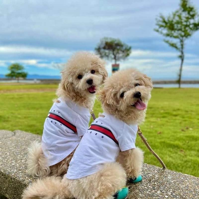 Caluluさんのインスタグラム写真 - (CaluluInstagram)「🐾本日再入荷🐾  TOMMY HILFIGER（トミーヒルフィガー）ロゴTシャツ / Dog Tino Tee  大人気のTシャツが本日再入荷いたしました🍀 ブランドロゴが大きく目立つオシャレなTシャツは、 オーナーさんとお揃いで着れるのもポイントです♪ オールシーズン着て頂けますよ✨ レッド・ホワイト・ネイビーの3カラーで6サイズ展開です。  ※TOMMY HILFIGERはブランド独自のサイズ規格となります。 Caluluとのサイズ規格は異なりますので、 必ず商品ページ内のサイズ表をご確認ください。  Instgramにてご紹介させていただいた 素敵なTシャツの着こなしもぜひご覧ください🌷  -----------------------------  Caluluオンラインショップは ▼プロフィールのlitlinkよりアクセス🐶 @calulu_dogwear  -----------------------------  #calulu #caluludogwear #カルル #カルルドッグウェア #きょうのわんこ #癒しわんこ #わんこ部　#いぬすたぐらむ #犬のいる生活 #おしゃれわんこ #わんわん物語 #いぬのいる暮らし #お出かけわんこ #お出かけわんこ部 #いぬとの暮らし #カルルわんこの会 #tommyhilfiger #tommyhilfigerdog #dogcollection #トミーヒルフィガー #トミーヒルフィガー犬服 #ペット服  #小型犬服 #中型犬服 #大型犬服 #オールシーズン #犬のお洋服 #オシャレ犬服 #おしゃれわんこ #新商品 #新発売」9月20日 11時55分 - calulu_dogwear