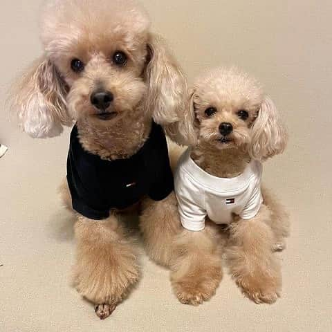 Caluluさんのインスタグラム写真 - (CaluluInstagram)「🐾本日再入荷🐾  TOMMY HILFIGER（トミーヒルフィガー）ロゴTシャツ / Dog Tino Tee  大人気のTシャツが本日再入荷いたしました🍀 ブランドロゴが大きく目立つオシャレなTシャツは、 オーナーさんとお揃いで着れるのもポイントです♪ オールシーズン着て頂けますよ✨ レッド・ホワイト・ネイビーの3カラーで6サイズ展開です。  ※TOMMY HILFIGERはブランド独自のサイズ規格となります。 Caluluとのサイズ規格は異なりますので、 必ず商品ページ内のサイズ表をご確認ください。  Instgramにてご紹介させていただいた 素敵なTシャツの着こなしもぜひご覧ください🌷  -----------------------------  Caluluオンラインショップは ▼プロフィールのlitlinkよりアクセス🐶 @calulu_dogwear  -----------------------------  #calulu #caluludogwear #カルル #カルルドッグウェア #きょうのわんこ #癒しわんこ #わんこ部　#いぬすたぐらむ #犬のいる生活 #おしゃれわんこ #わんわん物語 #いぬのいる暮らし #お出かけわんこ #お出かけわんこ部 #いぬとの暮らし #カルルわんこの会 #tommyhilfiger #tommyhilfigerdog #dogcollection #トミーヒルフィガー #トミーヒルフィガー犬服 #ペット服  #小型犬服 #中型犬服 #大型犬服 #オールシーズン #犬のお洋服 #オシャレ犬服 #おしゃれわんこ #新商品 #新発売」9月20日 11時55分 - calulu_dogwear