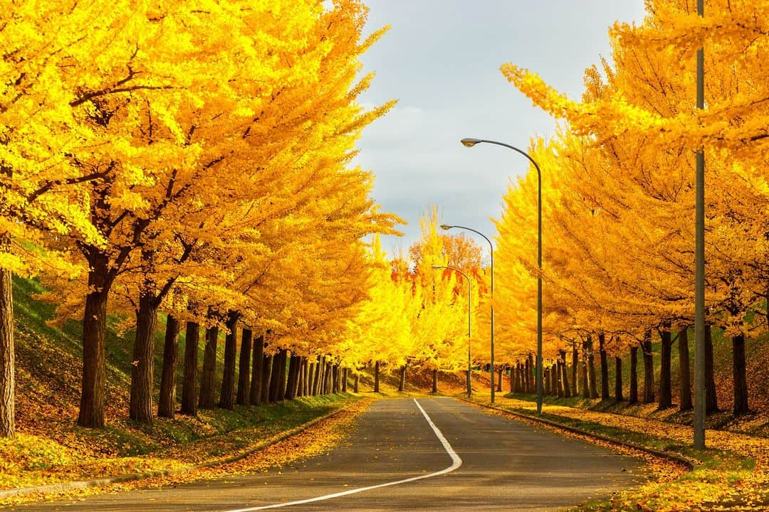 北海道じゃらん【公式】のインスタグラム：「石狩で注目！紅葉絶景＆地元グルメドライブ🍂  本日の#1日1得 ネタは 石狩市『戸田記念墓地公園』  モミジ、カエデ、イチョウなど園内で紅葉ドライブを楽しもう♪ 秋には桜の葉が真っ赤になる「桜花（おうか）の道」も必見✨  詳しい情報は北海道じゃらん10月号P52をチェック！  #北海道じゃらん #じゃらん #北海道じゃらん10月号 #北海道 #1日1得 #お得 #石狩 #戸田記念墓地公園 #紅葉 #北海道紅葉 #北海道絶景 #絶景 #北海道 #japan #hokkaido」