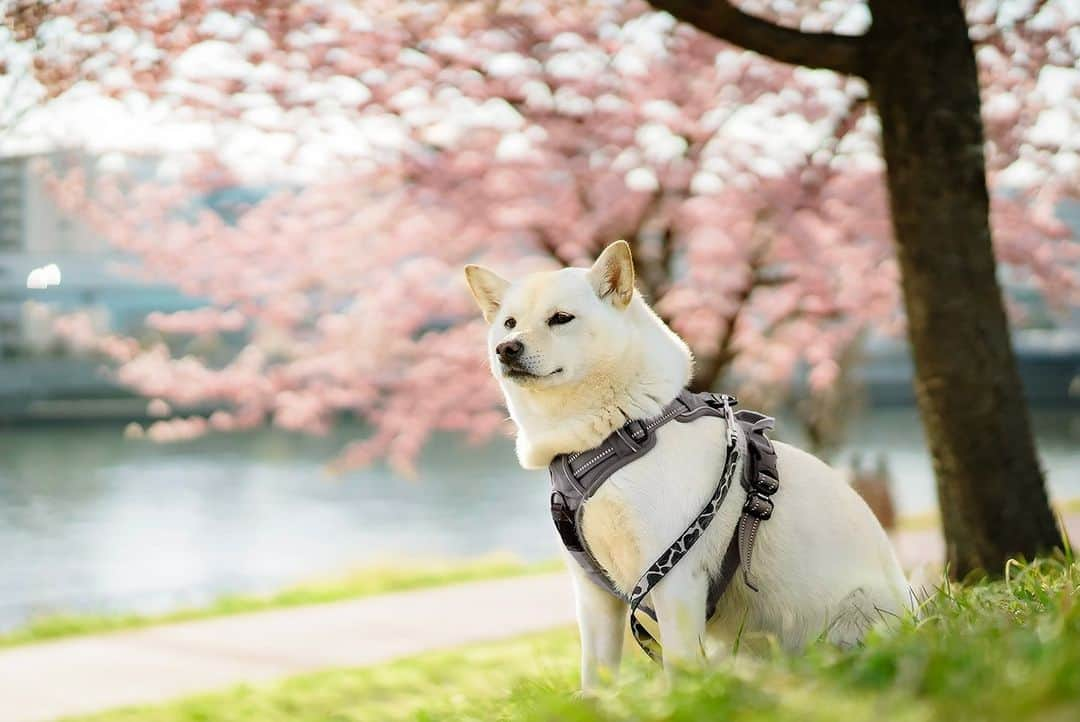 ケイウノさんのインスタグラム写真 - (ケイウノInstagram)「【愛犬の特徴をそのままに表現したオーダーメイド】 お客さまの愛犬、“kurukiちゃん”をモチーフにしたキーホルダーのご紹介です。 デザインに取り入れた桜の花は、実際に撮られたお写真を元に作成。桜の花びらには凹凸があり、ふっくらしている様子も表現しています。 “kurukiちゃん”の可愛らしくもどこか凛々しい表情やふわふわな毛並みもお写真そっくりに表現されています。 お仕事がら出張が多いそうですが、“身に着けていると、離れている時もいつも一緒に感じられます”とお話してくださいました。  ケイウノでは、ペットのチャームポイントをジュエリーで表現するオーダーメイドのご提案が可能です。 ぜひペットのお写真や動画をお持ちいただき、ご相談くださいませ。  ▼ 公式ホームページへは プロフィール欄URLから　＞ @k.uno_official #kuno #kunojewelry #ケイウノ #ケイウノジュエリー」9月20日 18時00分 - k.uno_official