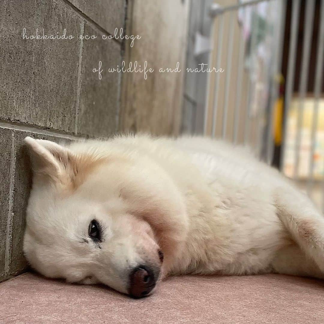 hokkaidoecoのインスタグラム：「ごろん🐾  #北海道エコ #動物 #専門学校 #動物専門学校 #動物好きな人と繋がりたい #北海道エコ動物自然専門学校 #動物のいる暮らし #animals #animalphotography #サモエド #さもえど  #samoyed  #さもえどのいる暮らし  #サモエドのいる暮らし」