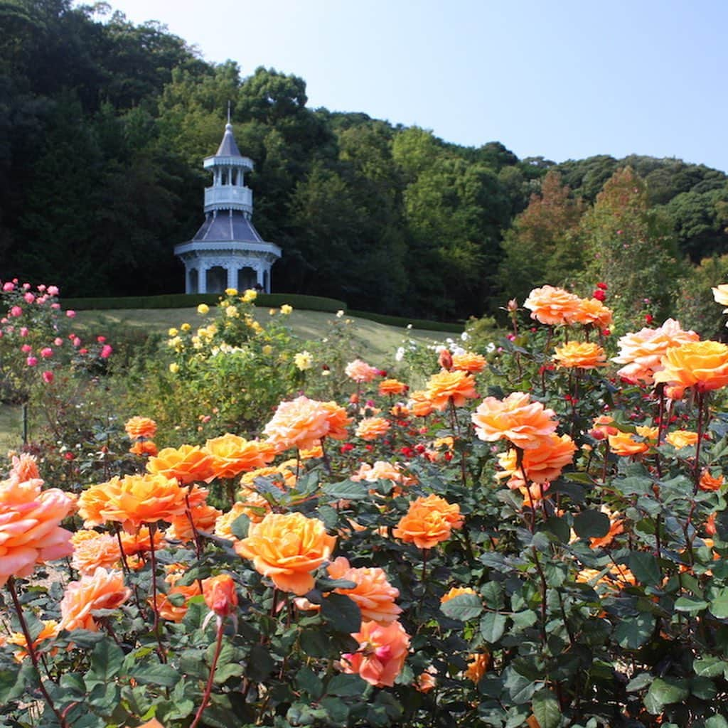 青木美沙子さんのインスタグラム写真 - (青木美沙子Instagram)「伊豆「河津バカテル公園」のバラ園で 青木美沙子 が来園イベント開催しますバラ 10月より秋バラシーズンとなり6000株のバラの香りが楽しめます🌹 この秋バラシーズンをさらに盛り上げるイベントアンバサダーに就任したので、 皆さんとまるで宮殿にいるかのようなバラ園で「ガーデンパーティー」を楽しみたいです🌹 当日お会いできることが待ち遠しいです🌹   ～Kawazu Kawaii ローズガーデンパーティー～ イベント概要（「バガテル公園」インフォメーション） バガテル公園HP　https://bagatelle.co.jp/2023/09/kawazu-kawaii ・2023/10/21(土)　13:00～16:00　 *受付開始12:00～ ・入園料　おとな1,200円　こども400円 *お茶会参加は別途チケットをご購入ください（先着40名） ★お茶会チケット購入サイト★ https://passmarket.yahoo.co.jp/event/show/detail/02tmfnxzpa931.html   ---------- 青木美佐子将在日本伊豆河津Bakatel公园的玫瑰园举办活动！ 秋季玫瑰花季从10月开始，您可以享受6000朵玫瑰的芬芳。 我被任命为活动顾问，以进一步激发这个秋季玫瑰季节的活力。 我想和大家一起在玫瑰园里享受一场“花园派对”，让您感觉就像在宫殿里一样。 我迫不及待地想见到你这一天！   ～河津卡哇伊玫瑰花园派对～ 活动概要（Bagatelle 公园信息） URL　　https://bagatelle.co.jp/2023/09/kawazu-kawaii ・2023年10月21日（周六）13:00-16:00 *接待从12:00开始 ・入场费：大人 1,200 日元、儿童 400 日元 *参加茶话会请另行购买门票（前40人）   ---------- 이즈 「카와즈 바카텔 공원」의 장미원에서 아오키 미사코가 내원 이벤트 개최합니다! 10월부터 가을 장미 시즌이 되어 6000주의 장미의 향기를 즐길 수 있습니다. 이번 가을 장미 시즌을 더욱 고조시키는 이벤트 어드바이저로 취임했으므로, 여러분과 마치 궁전에 있는 것 같은 장미원에서 「가든 파티」를 즐기고 싶습니다. 당일 만날 수 있기를 기다리고 있습니다!   ～Kawazu Kawaii 로즈 가든 파티～ 이벤트 개요(바가텔 공원 인포메이션) URL　　https://bagatelle.co.jp/2023/09/kawazu-kawaii ・2023/10/21(토) 13:00~16:00 *접수 개시 12:00～ ・입장료 어른 1,200엔 어린이 400엔 *차회 참가는 별도 티켓을 구입해 주세요(선착 40명)    #kawaii  #河津観光  #バラ #ロリータ #misakoaoki  #青木美沙子」9月20日 12時11分 - misakoaoki