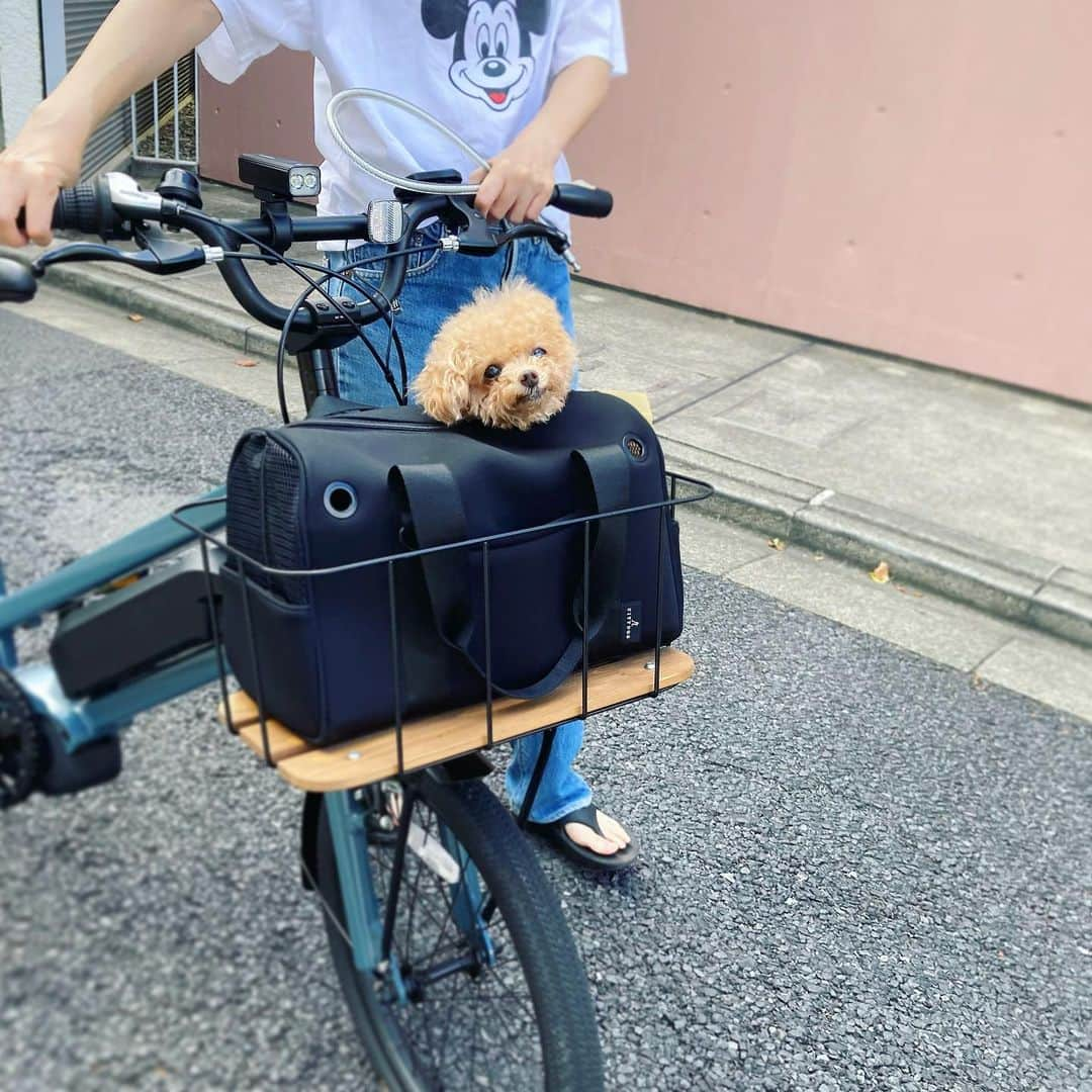 ふわさんのインスタグラム写真 - (ふわInstagram)「自転車ですいすい〜っとお出かけ。 @citydog_official さんの ネオプレーンボストンキャリーバッグは私の自転車にぴったりでした。 バッグは落ちないようにカラビナで留めてます。  #toypoodle#toypoodlegram#dogsofinstagram#instadog#doglover#doglife#cutedog#dog#fuwamama#ふわもこのふわ#ふわ#トイプードル#ふわもこ部#犬バカ部#親バカ部#犬のいる暮らし#いぬすたぐらむ#citydog_jp#シティードッグ#pr」9月20日 13時48分 - huwayama