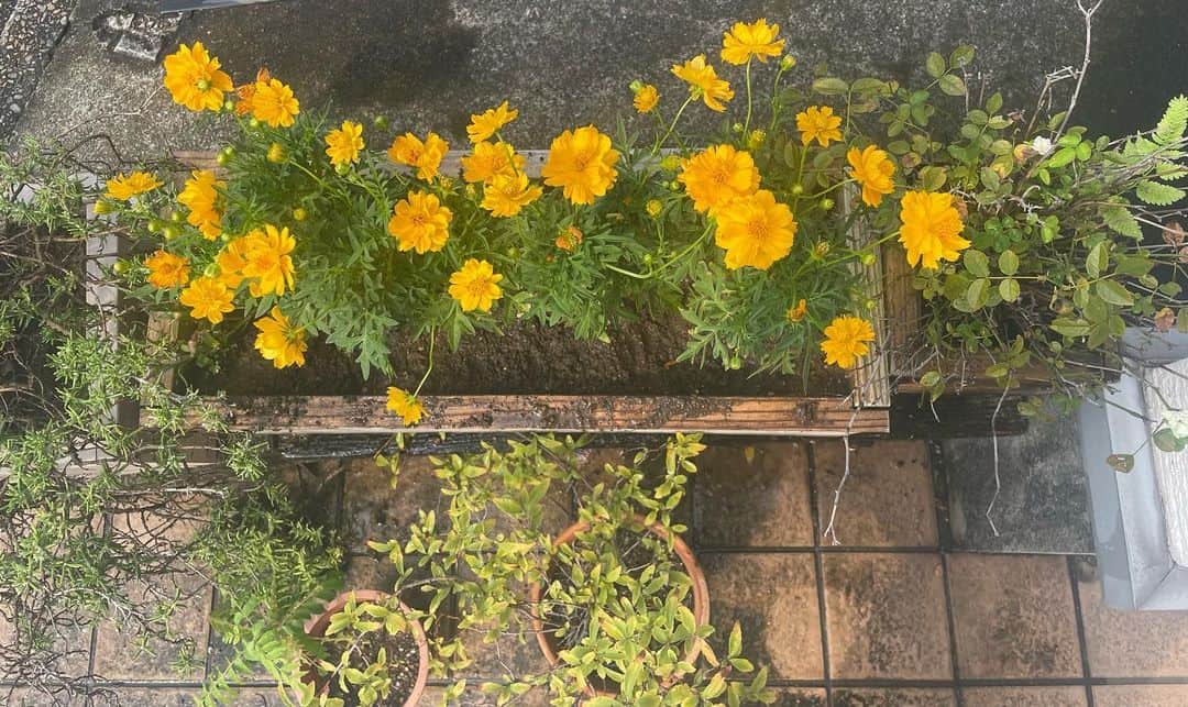 日暮愛葉さんのインスタグラム写真 - (日暮愛葉Instagram)「玄関先の花が枯れていたのがずっと気になっていたので 仕事帰りにコスモスを買ってきました。 汗だくになりながら植え替え。 またシャワー浴びないと。  #コスモス #ミニバラ #愛葉のガーデニング」9月20日 14時14分 - aiha_higurashi
