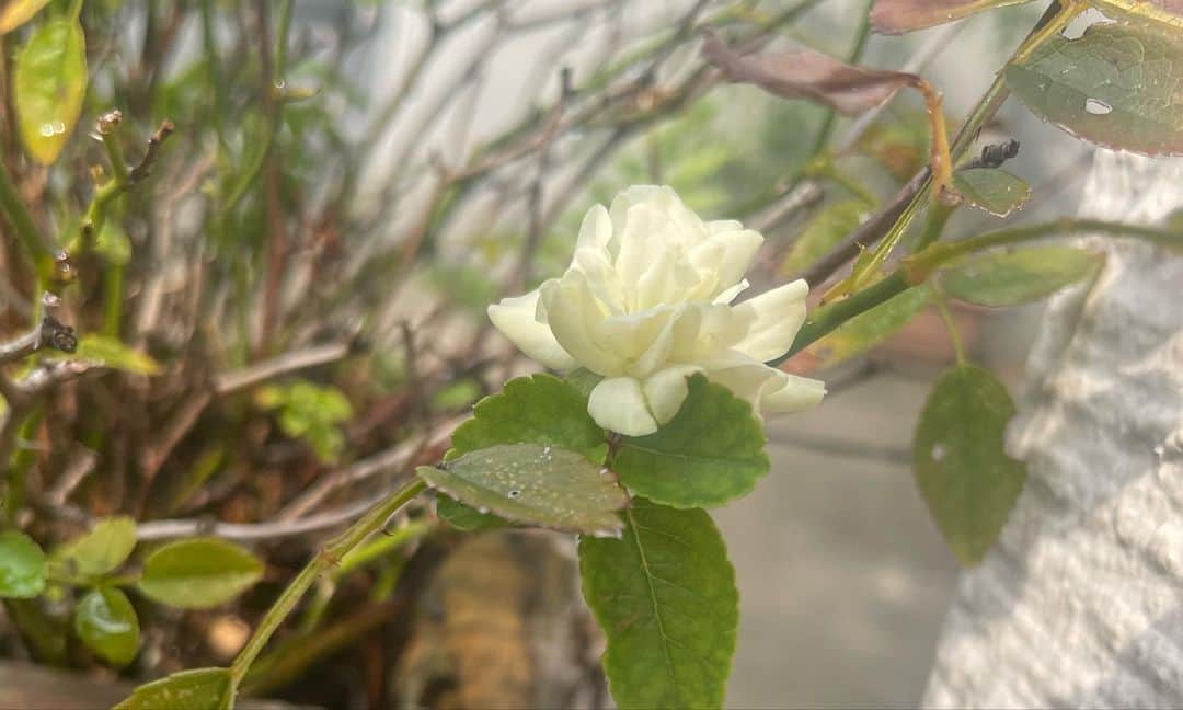 日暮愛葉さんのインスタグラム写真 - (日暮愛葉Instagram)「玄関先の花が枯れていたのがずっと気になっていたので 仕事帰りにコスモスを買ってきました。 汗だくになりながら植え替え。 またシャワー浴びないと。  #コスモス #ミニバラ #愛葉のガーデニング」9月20日 14時14分 - aiha_higurashi