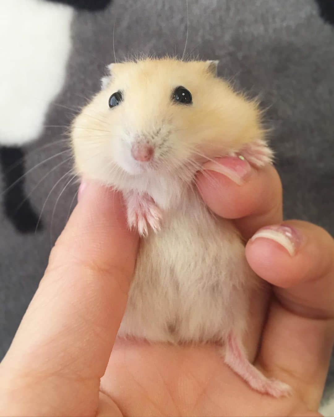 hamster_mocoのインスタグラム