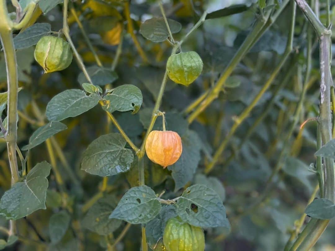 依田司さんのインスタグラム写真 - (依田司Instagram)「10月5日（木） 茨城県高萩市の『結農美（ゆのみ）WORKS』さんの農園では、「食用ほおずき」が収穫の時期を迎えています。 「ゴールデンベリー」という品種で、瑞々しく、絶妙な甘みと酸味のバランスが特徴となっています。味は、パイナップルとオレンジを足して2で割ったようで、驚きの美味しさ。 また、収穫した食用ほおずきを使ったジャムやバター、焼き菓子など様々な加工品を作り、HPなどでも販売されています。お試しあれ。  #結農美WORKS #crocodile #クロコダイル #依田さん #依田司 #お天気検定 #テレビ朝日 #グッドモーニング #気象予報士 #お天気キャスター #森林インストラクター #グリーンセイバーアドバンス #プロジェクトワイルド #IPCC伝導者 #japan #japantrip #japantravel #unknownjapan #japanAdventure #japanlife #lifeinjapan #instagramjapan #instajapan #療癒 #ilovejapan #weather #weathercaster #weatherforecast」10月5日 9時39分 - tsukasa_yoda