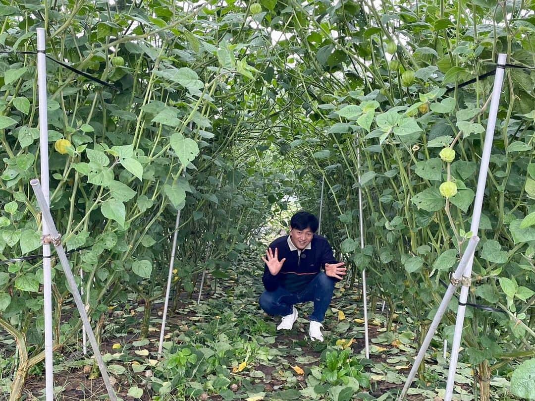 依田司さんのインスタグラム写真 - (依田司Instagram)「10月5日（木） 茨城県高萩市の『結農美（ゆのみ）WORKS』さんの農園では、「食用ほおずき」が収穫の時期を迎えています。 「ゴールデンベリー」という品種で、瑞々しく、絶妙な甘みと酸味のバランスが特徴となっています。味は、パイナップルとオレンジを足して2で割ったようで、驚きの美味しさ。 また、収穫した食用ほおずきを使ったジャムやバター、焼き菓子など様々な加工品を作り、HPなどでも販売されています。お試しあれ。  #結農美WORKS #crocodile #クロコダイル #依田さん #依田司 #お天気検定 #テレビ朝日 #グッドモーニング #気象予報士 #お天気キャスター #森林インストラクター #グリーンセイバーアドバンス #プロジェクトワイルド #IPCC伝導者 #japan #japantrip #japantravel #unknownjapan #japanAdventure #japanlife #lifeinjapan #instagramjapan #instajapan #療癒 #ilovejapan #weather #weathercaster #weatherforecast」10月5日 9時39分 - tsukasa_yoda