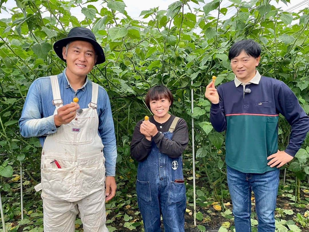 依田司のインスタグラム：「10月5日（木） 茨城県高萩市の『結農美（ゆのみ）WORKS』さんの農園では、「食用ほおずき」が収穫の時期を迎えています。 「ゴールデンベリー」という品種で、瑞々しく、絶妙な甘みと酸味のバランスが特徴となっています。味は、パイナップルとオレンジを足して2で割ったようで、驚きの美味しさ。 また、収穫した食用ほおずきを使ったジャムやバター、焼き菓子など様々な加工品を作り、HPなどでも販売されています。お試しあれ。  #結農美WORKS #crocodile #クロコダイル #依田さん #依田司 #お天気検定 #テレビ朝日 #グッドモーニング #気象予報士 #お天気キャスター #森林インストラクター #グリーンセイバーアドバンス #プロジェクトワイルド #IPCC伝導者 #japan #japantrip #japantravel #unknownjapan #japanAdventure #japanlife #lifeinjapan #instagramjapan #instajapan #療癒 #ilovejapan #weather #weathercaster #weatherforecast」