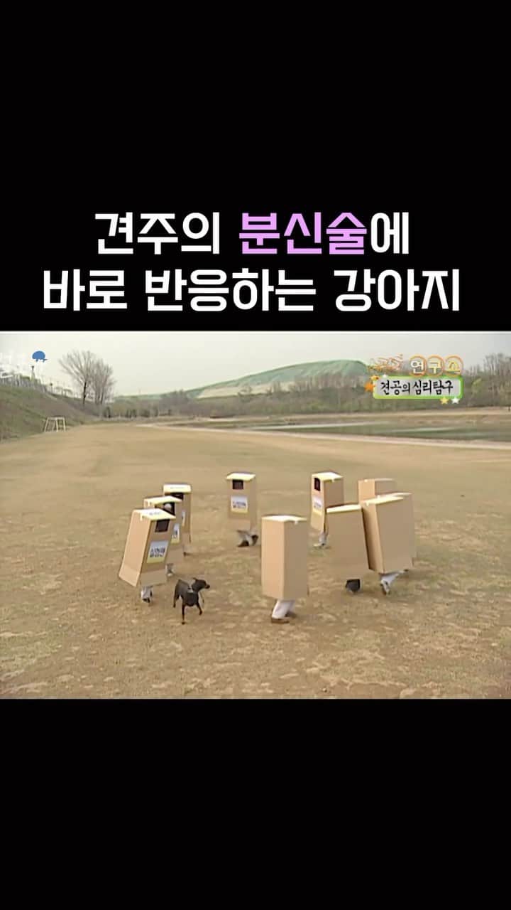 AS4Uのインスタグラム：「분신술, 개가 주인을 알아보는 방법   ✳️ 방송 정보 : KBS 스펀지 070421 방송」
