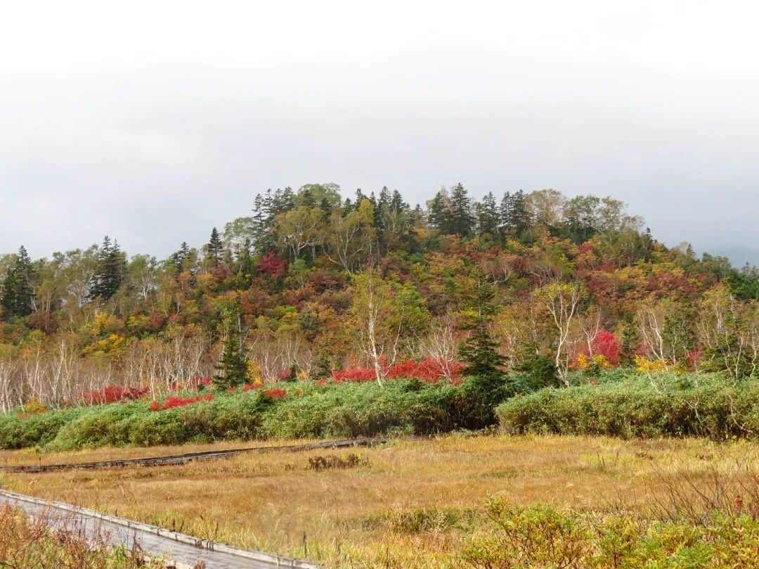 栂池高原スキー場さんのインスタグラム写真 - (栂池高原スキー場Instagram)「こんにちは！ 本日の栂池自然園水芭蕉湿原の様子です。 昨日よりもさらに紅葉が進んだ印象で草紅葉と木々の紅葉が綺麗ですよ～！  ぜひ、紅葉を見にお越しくださいませ。  #中部山岳国立公園 #栂池自然園 #北アルプス #白馬山麓 #長野県 #白馬つがいけWOW！ #白馬 #栂池高原スキー場 #栂池高原 #栂池 #ロープウェイ #つがいけマウンテンリゾート #tsugaike #hakuba #絶景 #子連れ #家族の時間 #ファミリー #こどもとおでかけ #トレッキング #キャンプ #ドッグラン #アクティビティ」10月5日 9時51分 - tsugaike_kogen