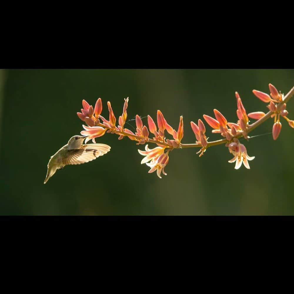 thephotosocietyさんのインスタグラム写真 - (thephotosocietyInstagram)「Photo by @TimLaman | A female Costa’s Hummingbird feeds at a hesperaloe flower in California’s Coachella Valley.  To capture a shot like this, I took advantage of the hummingbirds trapline behavior.  They routinely travel around their territory visiting all the flowers producing nectar at intervals, allowing the plant to refill them in between.  Once I had spotted these flowers and seen a hummingbird going there once, I positioned myself to take advantage of the nice backlighting, set my exposure, and then just waited for the hummingbird to come back.  In less than an hour, it did, and my efforts were rewarded.  Follow me @timlaman to learn more about how I have captured my favorite bird photos. #hummingbird #birds #birdphotography #coachellavalley #california.」10月5日 9時51分 - thephotosociety