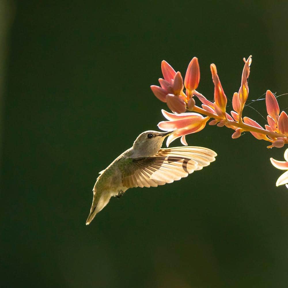 thephotosocietyのインスタグラム：「Photo by @TimLaman | A female Costa’s Hummingbird feeds at a hesperaloe flower in California’s Coachella Valley.  To capture a shot like this, I took advantage of the hummingbirds trapline behavior.  They routinely travel around their territory visiting all the flowers producing nectar at intervals, allowing the plant to refill them in between.  Once I had spotted these flowers and seen a hummingbird going there once, I positioned myself to take advantage of the nice backlighting, set my exposure, and then just waited for the hummingbird to come back.  In less than an hour, it did, and my efforts were rewarded.  Follow me @timlaman to learn more about how I have captured my favorite bird photos. #hummingbird #birds #birdphotography #coachellavalley #california.」