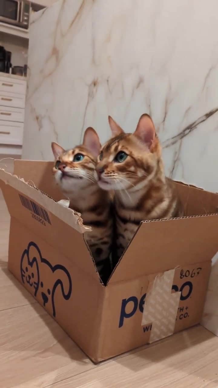Cats of Instagramのインスタグラム：「From @bengals.sage.palo: " #twinning !! ♊ It's okay to admit if you still can't tell Sage and Palo apart sometimes. 🐆🐆" #catsofinstagram」