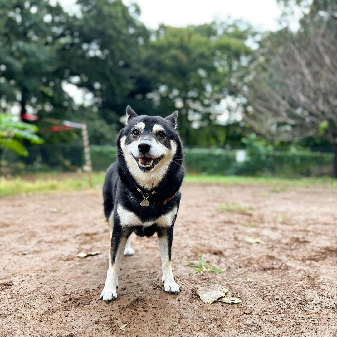 vo_coさんのインスタグラム写真 - (vo_coInstagram)「🐾  久しぶりに、元ホームグラウンドだった公園に行ったら、さらに久しぶりにドッグラン入ってちょっと走ってたこたちゃん 久しぶりにエールにも会えたし、たまに行くといいことあるね ここには約5年住んでたけど、引っ越してすでに6年半 犬たちも世代交代進んで、知ってる子は僅かになっちゃったけどこたつは憶えてて会うと嬉しいみたい またたまには遊びに行こうね ＊ #shibastagram #instashiba #shiba #shibainu #黒柴 #柴犬」10月5日 10時36分 - vo_co