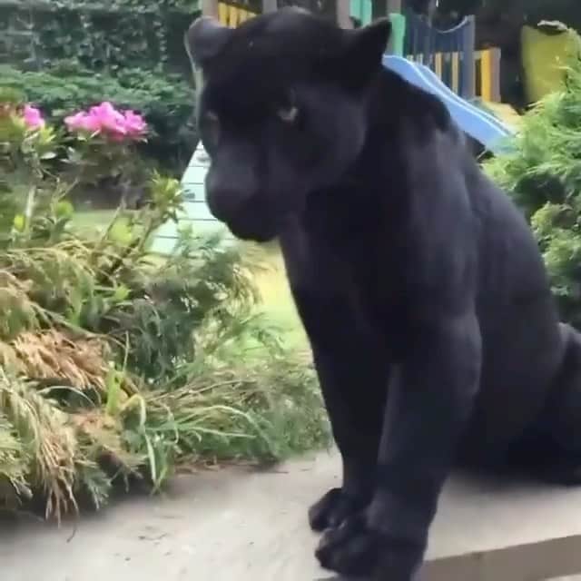 Black Jaguar-White Tiger のインスタグラム：「The Empress. Just a tiny bit Powerful…」