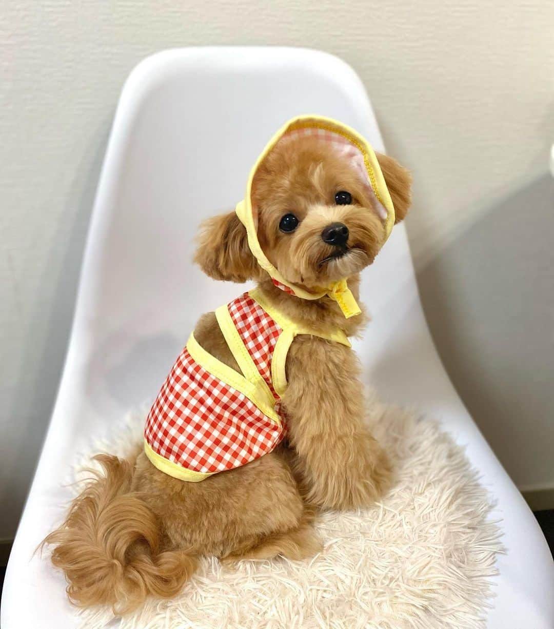 SHEINのインスタグラム：「Treats: Packed ✅ Fits: Plaid ✅ @pupu_marupu._ is SO picnic-ready 🧺🐶🌿  🔎 15348637  #PETSIN #petsupplies #doglovers #cute #plaidstyle #plaidtimeless」