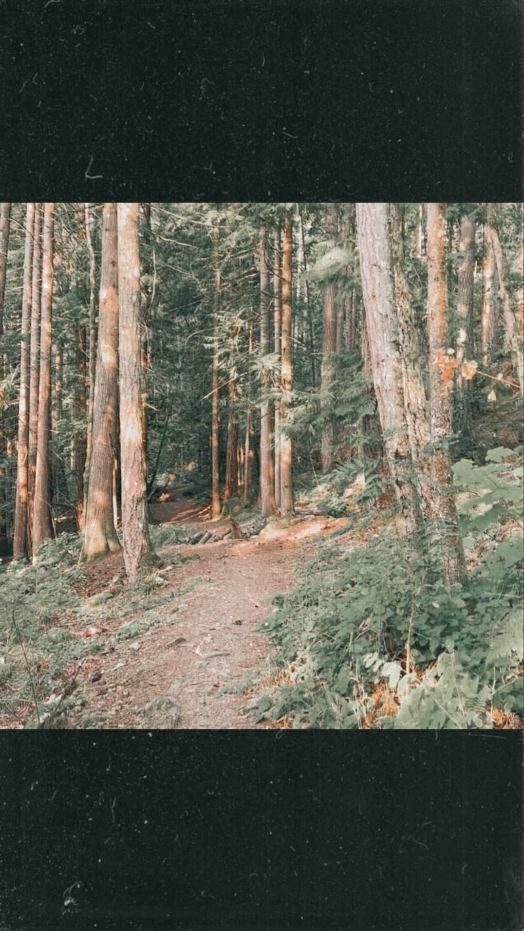 エヴァンジェリン・リリーのインスタグラム：「"In the wilderness, I sense the wholeness hidden “in all things.” It is in the taste of wild berries, the scent of sunbaked pine, the sight of the Northern Lights, the sound of water lapping the shore, signs of a bedrock integrity that is eternal and beyond all doubt. And when I return to a human world that is transient and riddled with disbelief, I have new eyes for the wholeness hidden in me and my kind and a new heart for loving even our imperfections." - #ParkerPalmer   #nature #wilderness #wholeness ✨」