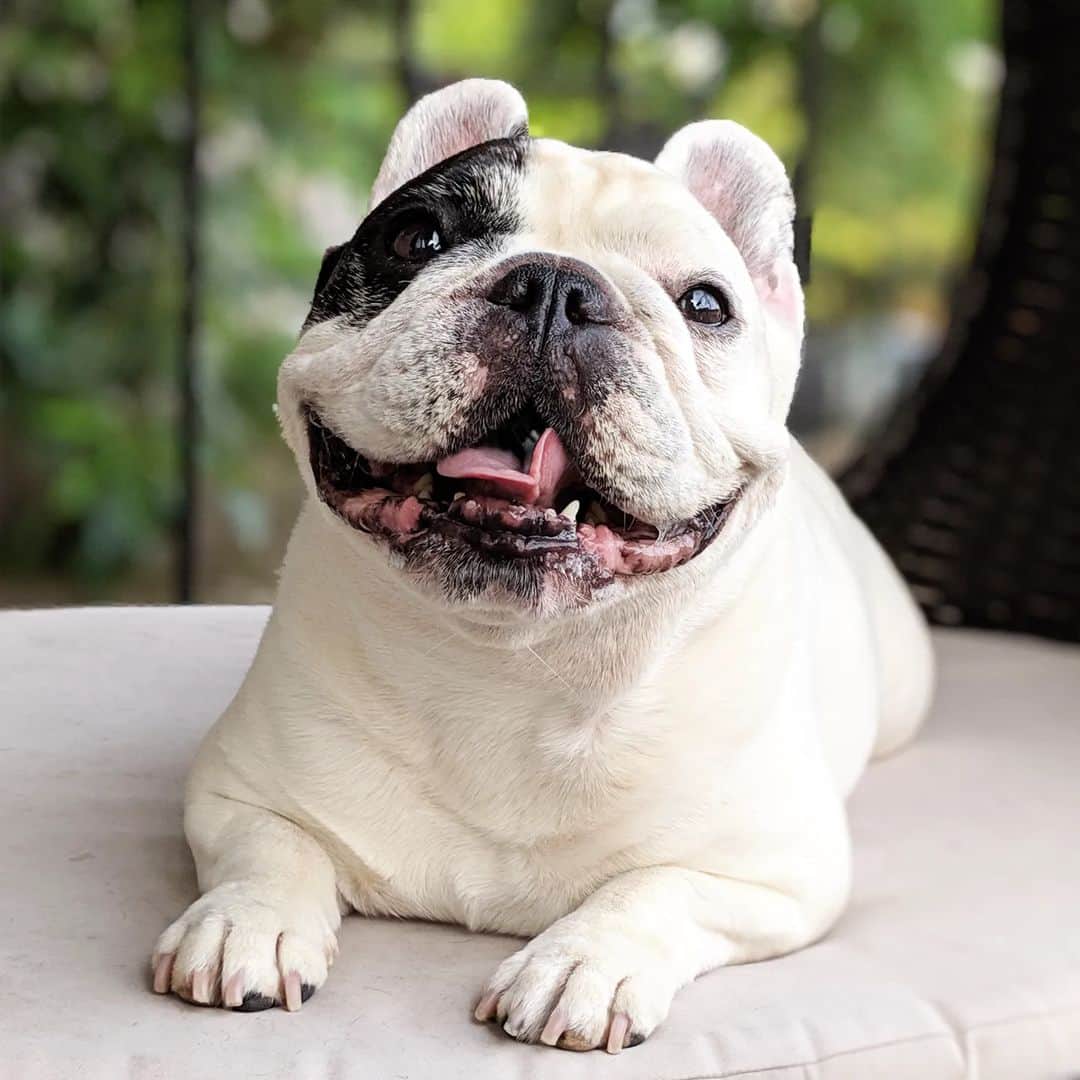 Manny The Frenchieのインスタグラム：「Always a happy boy 💗 #RememberingManny  #Mannyforever」