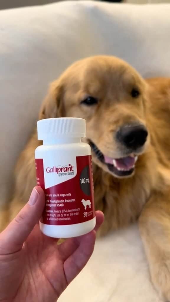 DogsOf Instagramのインスタグラム：「@galliprant has helped Kenzo relieve his pain and inflammation from Osteoarthritis. Talk to your vet and see if Galliprant is right for your dog! #ad #canineosteoarthritis #goldenretriever」