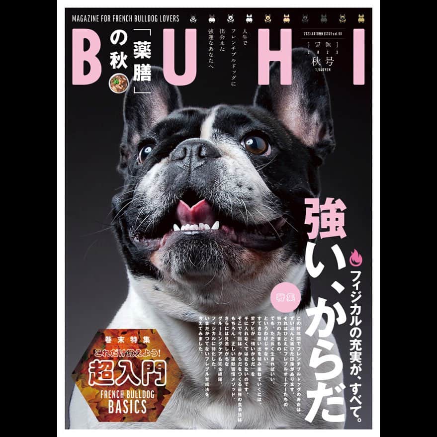 French Bulldog Lifeのインスタグラム：「【BUHI秋号発売中！】特集「強い、からだ」フィジカルの充実がすべて！  今回の特集は「強い、からだ」。  この数年間でフレンチブルドッグの寿命は、ずいぶんと延びた印象があります。  それはひとえにフレブルオーナーたちの努力のたまもの。  でも、ただ長く生きればいい、というわけじゃない。  すてきな思い出を積み重ねていくには、愛ブヒが「強いからだ」を手に入れなくてはならないのです。  そんな珠玉の内容のBUHIは、全国書店およびAmazon・楽天ブックス等で売り切れる前にお求めくださいませ！  ★詳しくはフレブルライフをチェック 「BUHI」で検索🔍  #BUHI @buhimagazine」