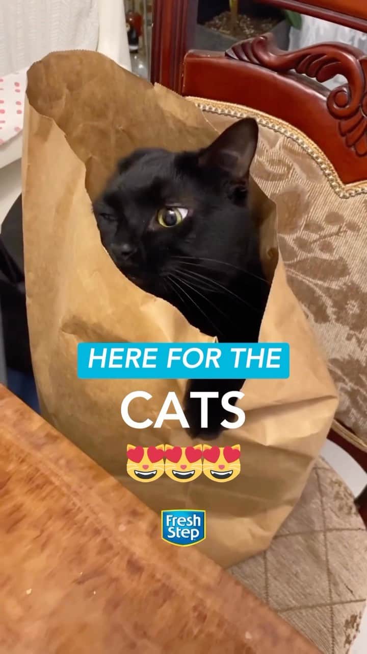 Fresh Stepのインスタグラム：「This World Animal Day, we want to remind you the world is better with cats! 😸💙 Grateful for all of the ways cats make us smile and show us love.   Featuring videos from: @likely_the_cat Reddit user u/BunLover4 @little.foster.family  #worldanimalday #catmemes #catlovers #cutecats #funnycats #kittens #blackcats #calico #freshstep」