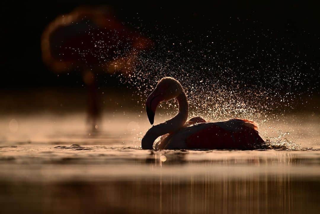 NikonUSAのインスタグラム：「World Animal Day, the Nikon Way. With the just-announced Firmware 4.1 for the Z 9, we've introduced two new dedicated subject detection modes: Birds and Airplanes. Simply frame your subject, and your Z 9 does the rest. Here are straight-out-of-the-camera images from #naturephotographer @nicolas.stettler   Z 9 shooters, tap the link in our bio to download the free firmware upgrade. Unlock increased detection and AF performance for Birds and Airplanes, even with complicated and high-contrast backgrounds.  #WorldAnimalDay #animalphotography #NikonZ9 #NIKKORZ #prophotography #NikonCreators #Nikon」