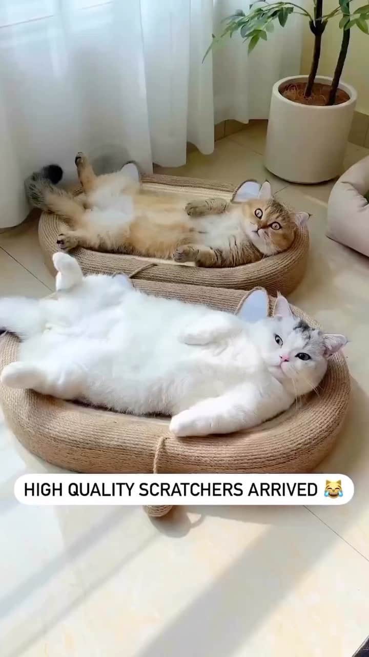 Cute Pets Dogs Catsのインスタグラム