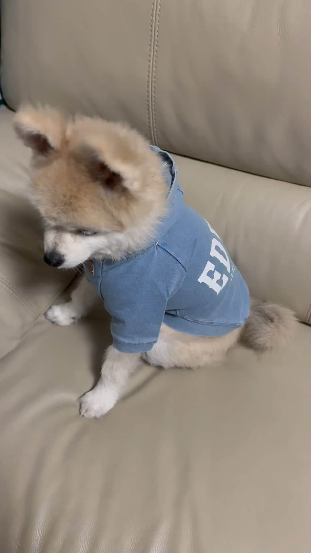 YO!YO!YOSUKEのインスタグラム：「おニューの服🆕❤️  #ポメラニアン #癒し #愛犬 #ペット」