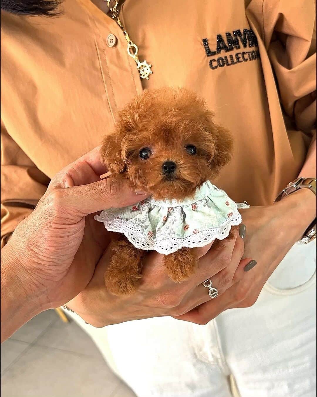 Rolly Pups INCのインスタグラム：「Amelia 💕💕  #poodle #poodles #teacuppoodle #poodlestagram #poodlelove #poodlesofinstagram #poodlesofficial #instapoodle #caniche」